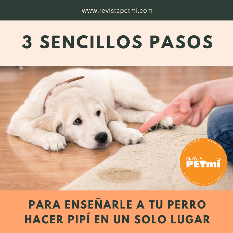 Telégrafo social profundo 3 sencillos pasos para enseñarle a tu perro hacer pipí en un solo lugar