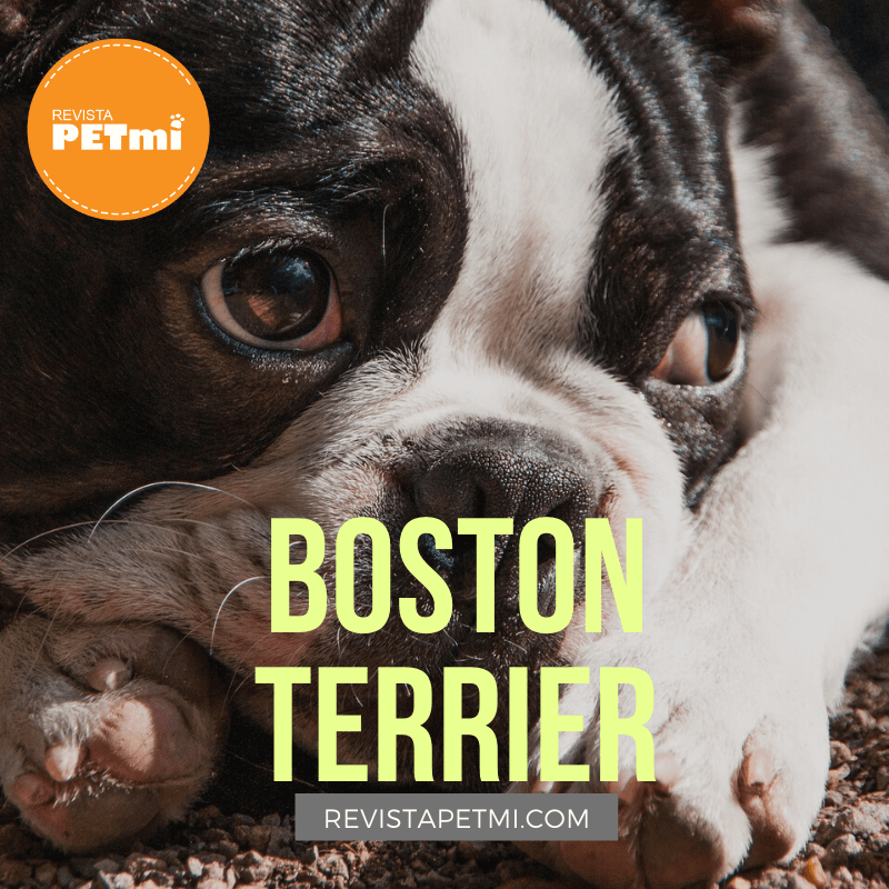Boston Terrier (1)