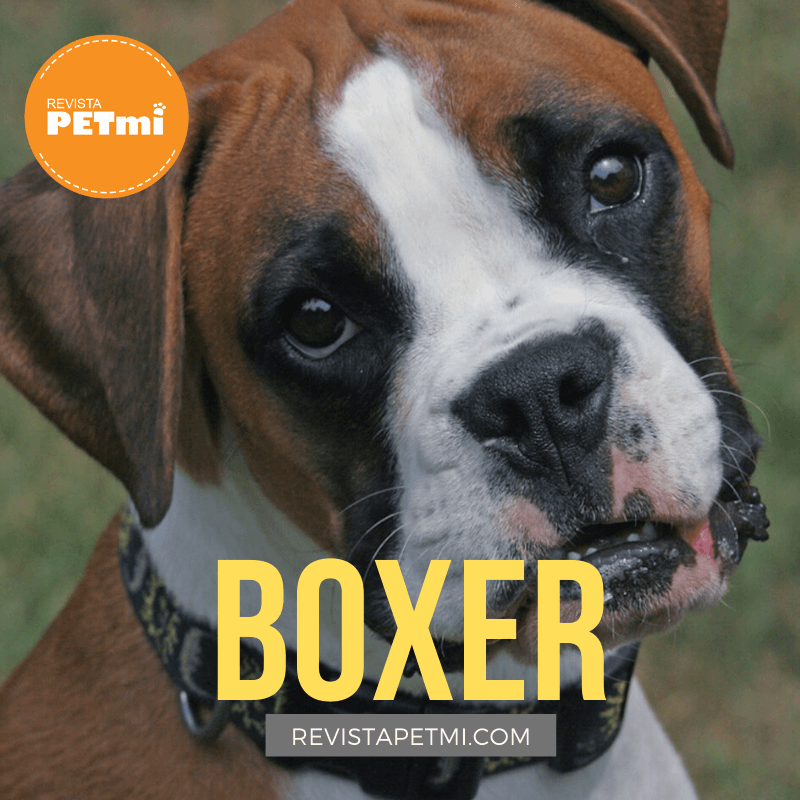 Boxer (1)