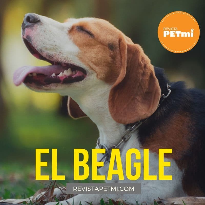 El Beagle (3)-min