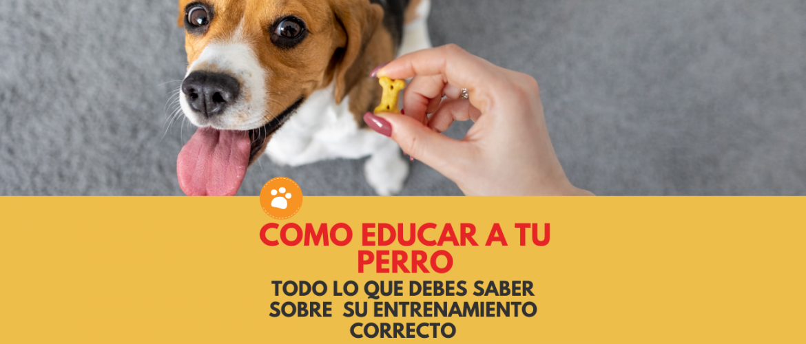 como educar a tu perro