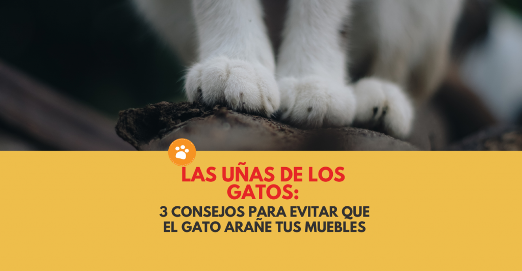 3 consejos para evitar que el gato arañe tus muebles