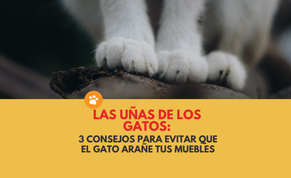 3 consejos para evitar que el gato arañe tus muebles