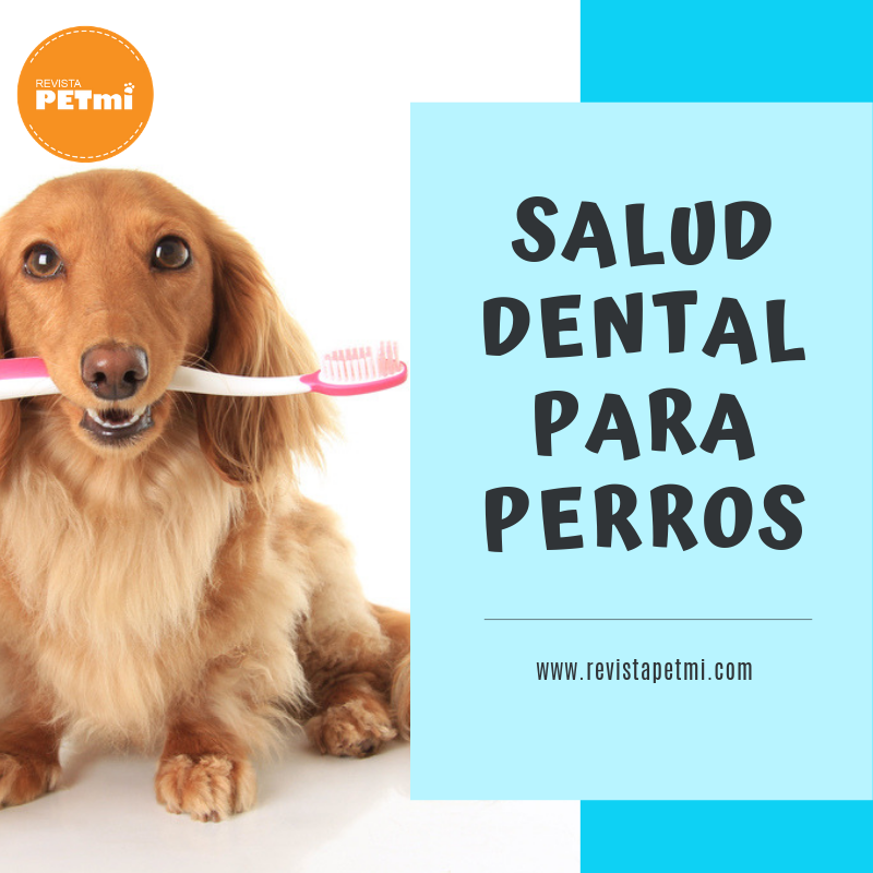 Salud dental para perros.