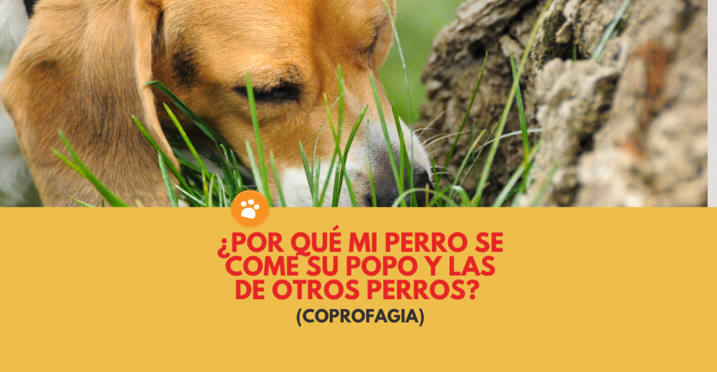 ¿Por qué mi perro se come su popo y las de otros perros? (coprofagia)