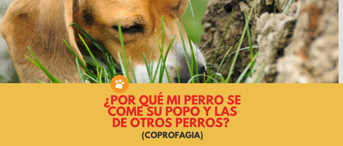 ¿Por qué mi perro se come su popo y las de otros perros? (coprofagia)