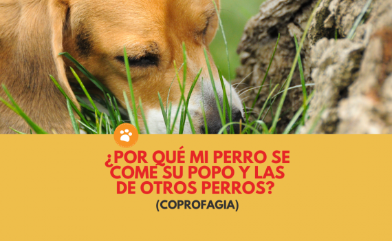 ¿Por qué mi perro se come su popo y las de otros perros? (coprofagia)