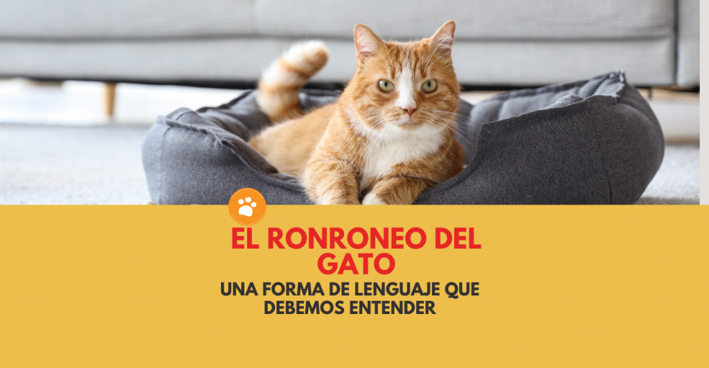 el ronroneo del gato, una forma de lenguaje que debemos entender.