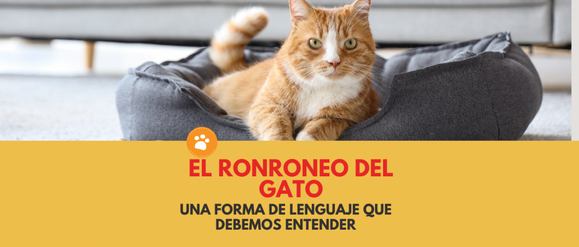 el ronroneo del gato, una forma de lenguaje que debemos entender.