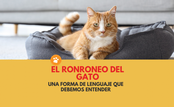 el ronroneo del gato, una forma de lenguaje que debemos entender.