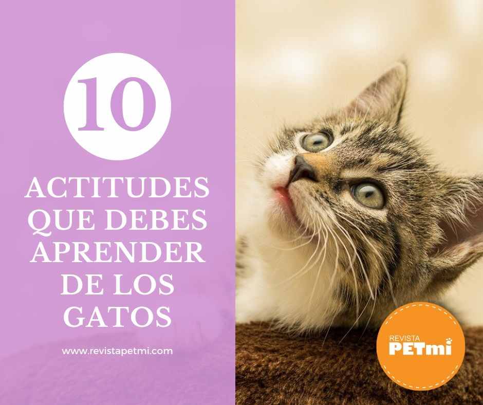 10 actitudes importantes que debes aprender de los gatos-compressed