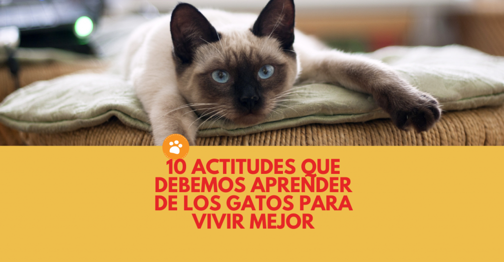 10 actitudes importantes que debes aprender de los gatos