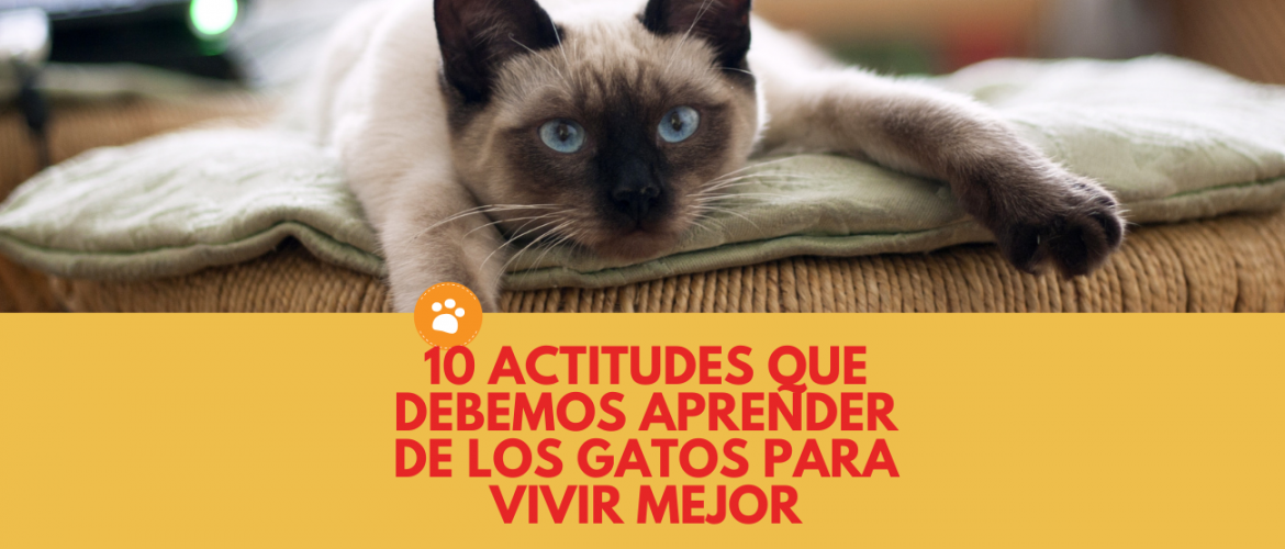 10 actitudes importantes que debes aprender de los gatos