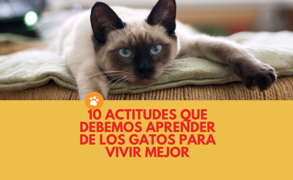 10 actitudes importantes que debes aprender de los gatos
