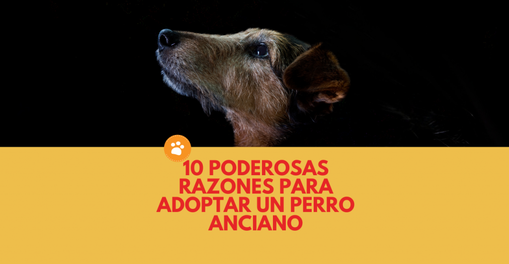 10 poderosas razones para adoptar un perro anciano