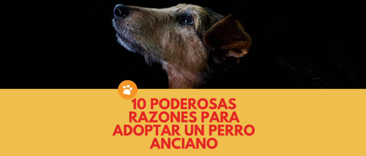 10 poderosas razones para adoptar un perro anciano