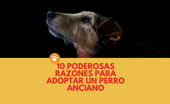 10 poderosas razones para adoptar un perro anciano