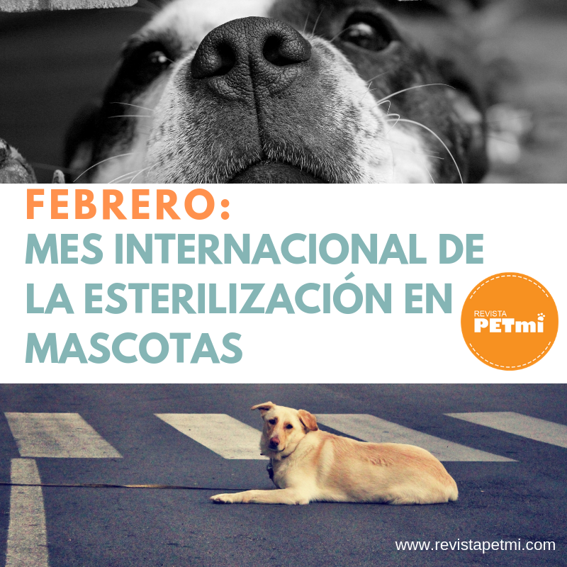FEBRERO_ Mes Internacional de la Esterilización en Mascotas
