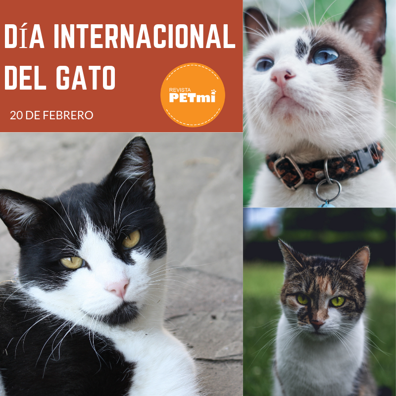20 de Febrero Día Internacional del Gato