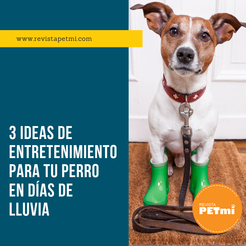 3 ideas de entretenimiento para tu perro en días de lluvia (2)
