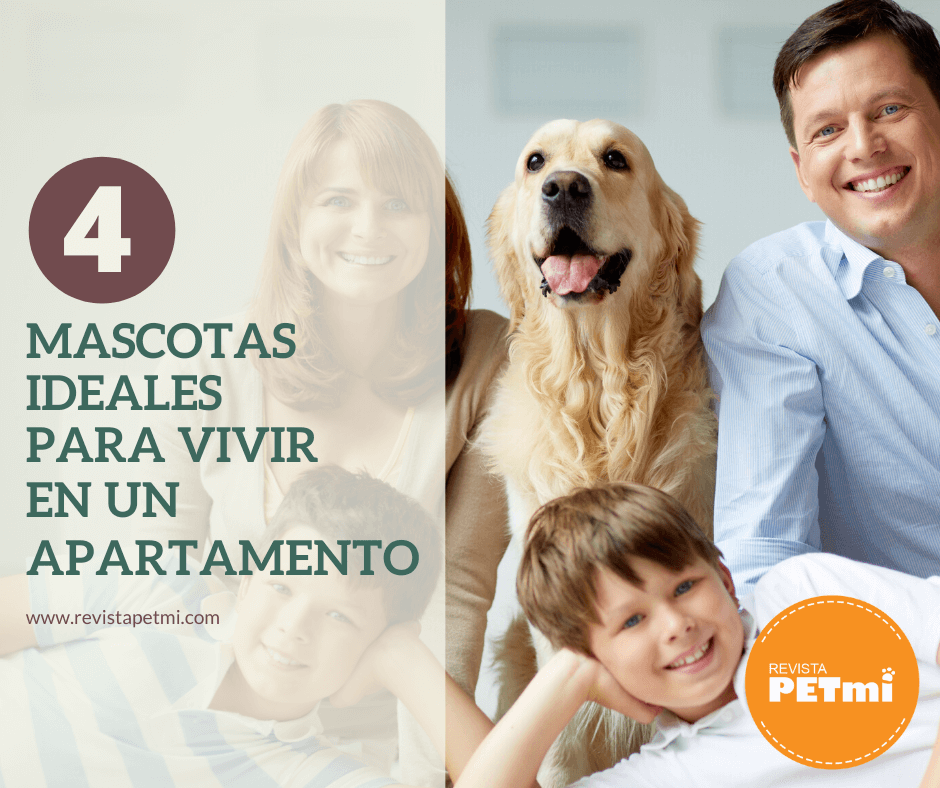 4 mascotas ideales para vivir en un apartamento (1)