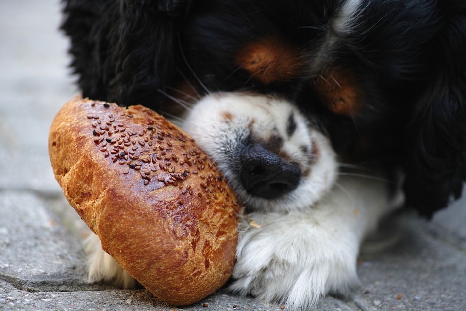 alimentos dañinos para perros