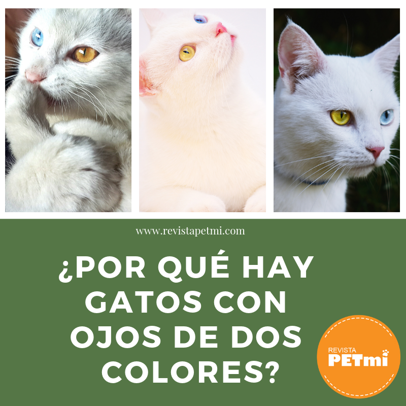 ¿Por qué hay gatos con ojos de dos colores?