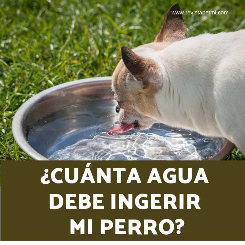 cuanta agua debe de ingerir mi perro
