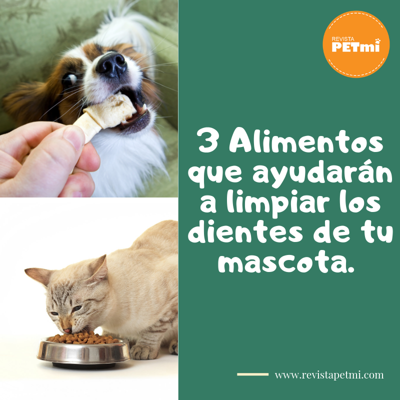 3 Alimentos que ayudarán a limpiar los dientes de tu mascota