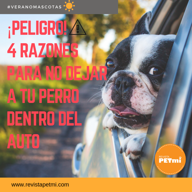 4 razones para no dejar a tu perro dentro del auto