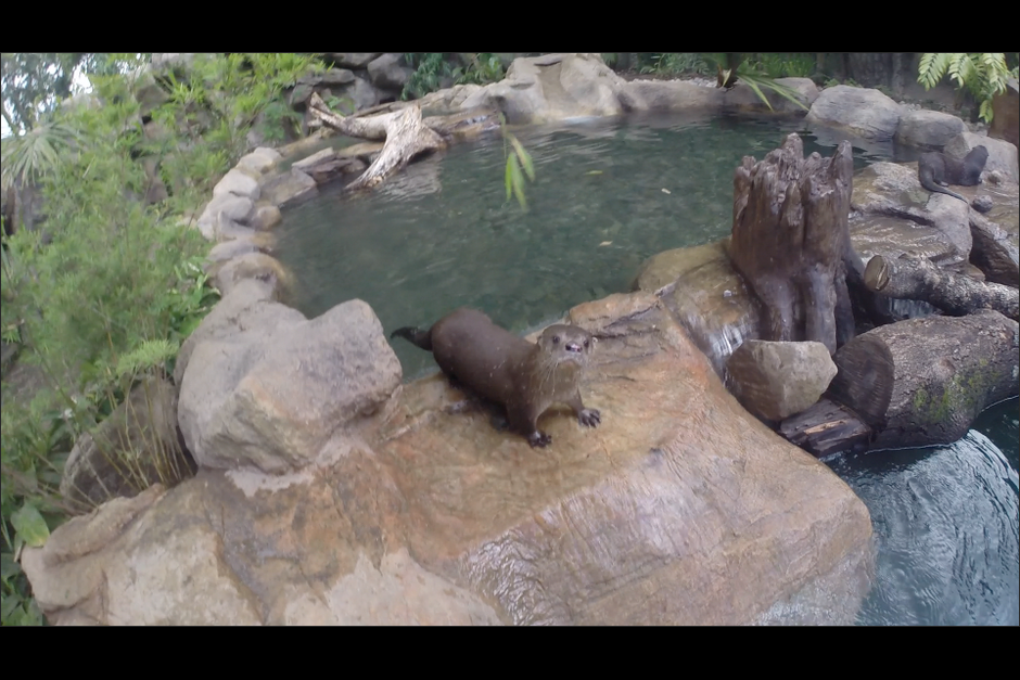 Nuevo hogar para las nutrias del Zoológico La Aurora