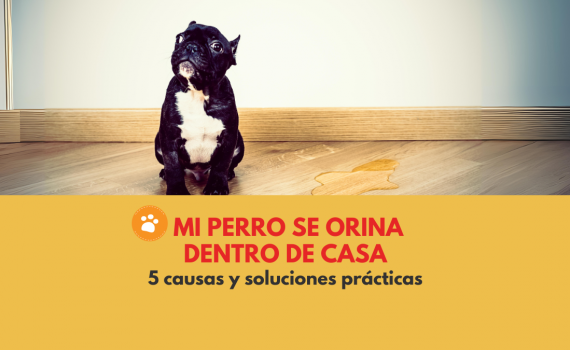 Mi perro se orina dentro de casa 5 causas y soluciones prácticas