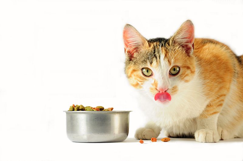 Alimentos dañinos para gatos
