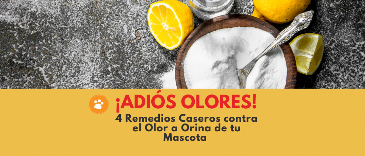 4 Remedios Caseros contra el Olor a Orina de tu mascota