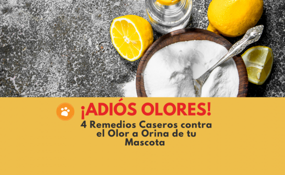 4 Remedios Caseros contra el Olor a Orina de tu mascota