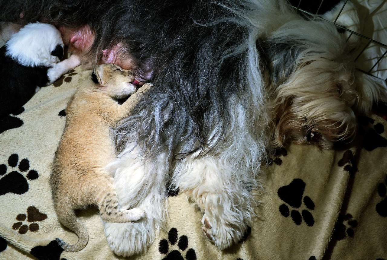 Pastor inglés adopta a un cachorro de león