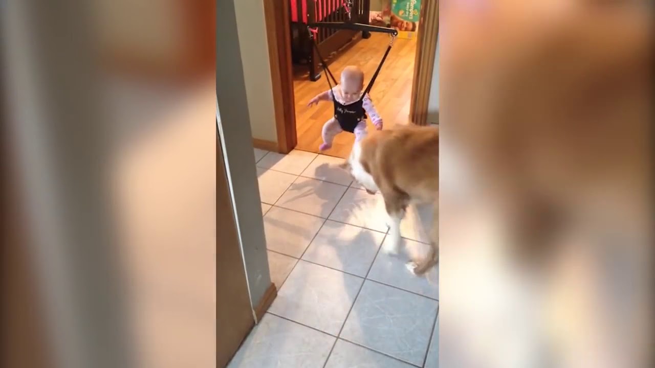 perro le enseña a saltar a un bebé