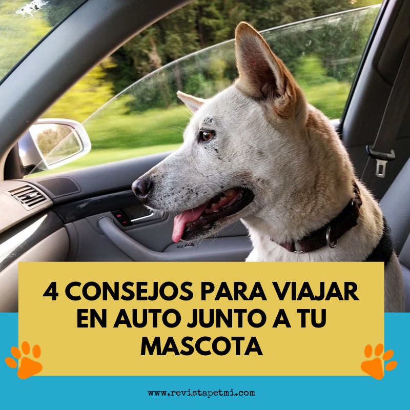 4 consejos para viajar en auto junto a tu mascota