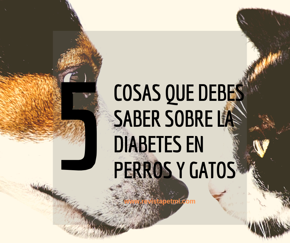 la diabetes en perros y gatos
