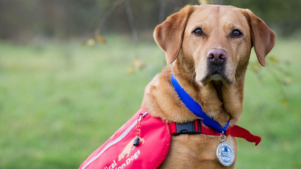 perrita labradora que dectecta enfemedades