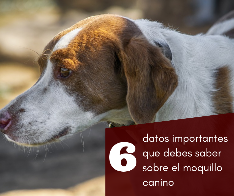 6 datos importantes que debes saber sobre el moquillo canino (2)