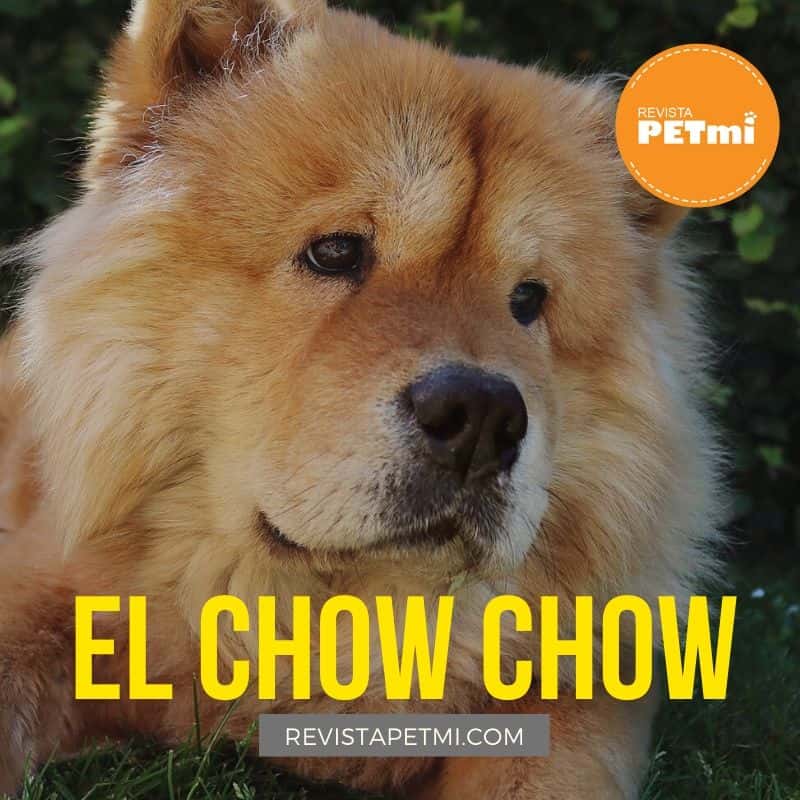 El Chow Chow (4)-min
