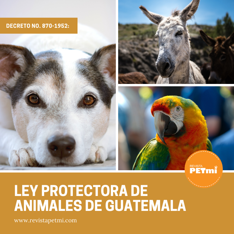 Ley Protectora de Animales de Guatemala (3)