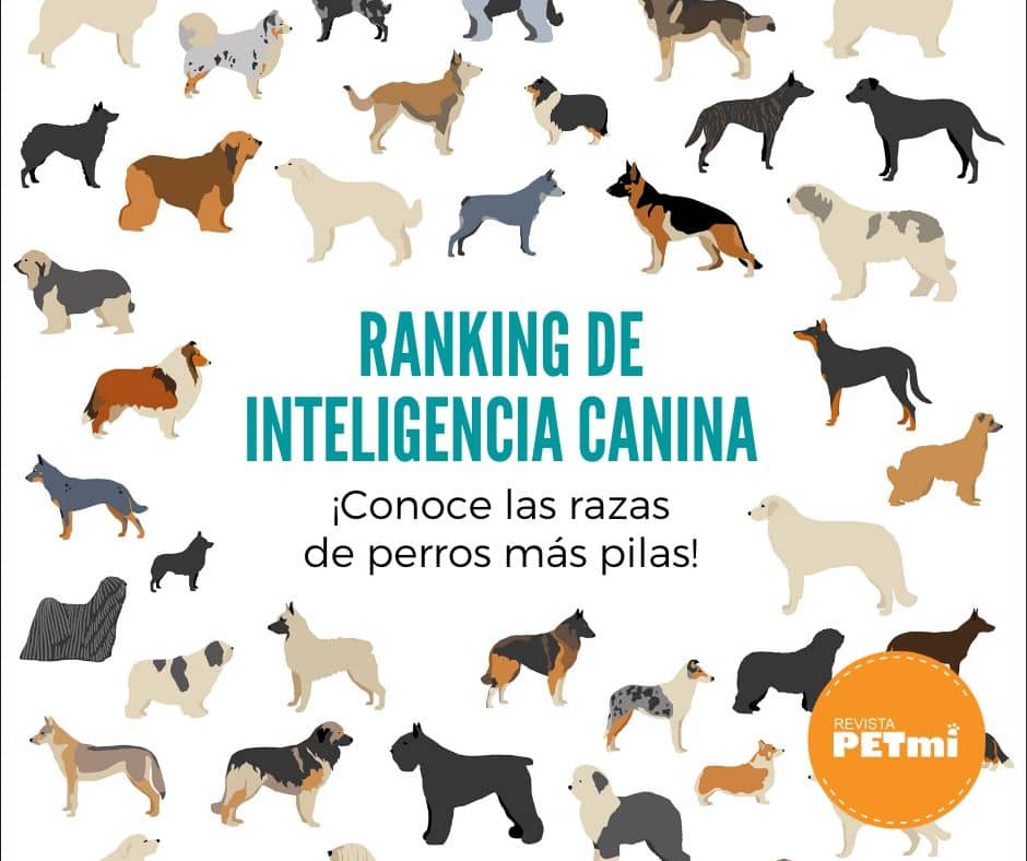 Ranking de Inteligencia canina_ (4)-min