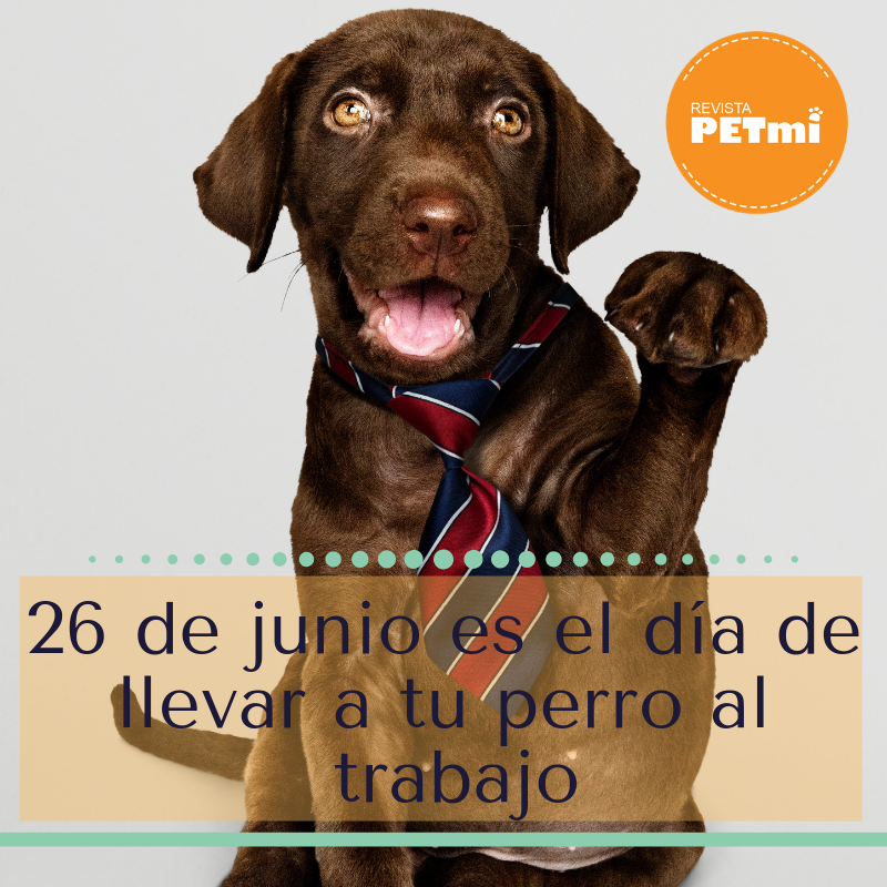 26 de junio es el día de llevar a tu perro al trabajo (2)