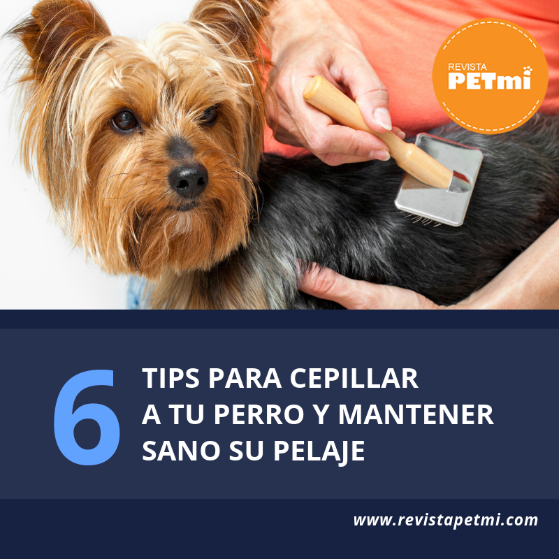 6 tips para cepillar a tu perro y mantener Sano su pelaje