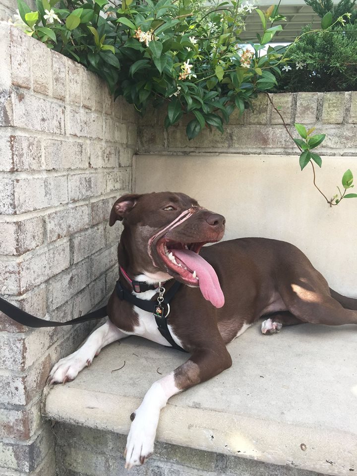 Caitlyn la masc ota víctima de maltrato