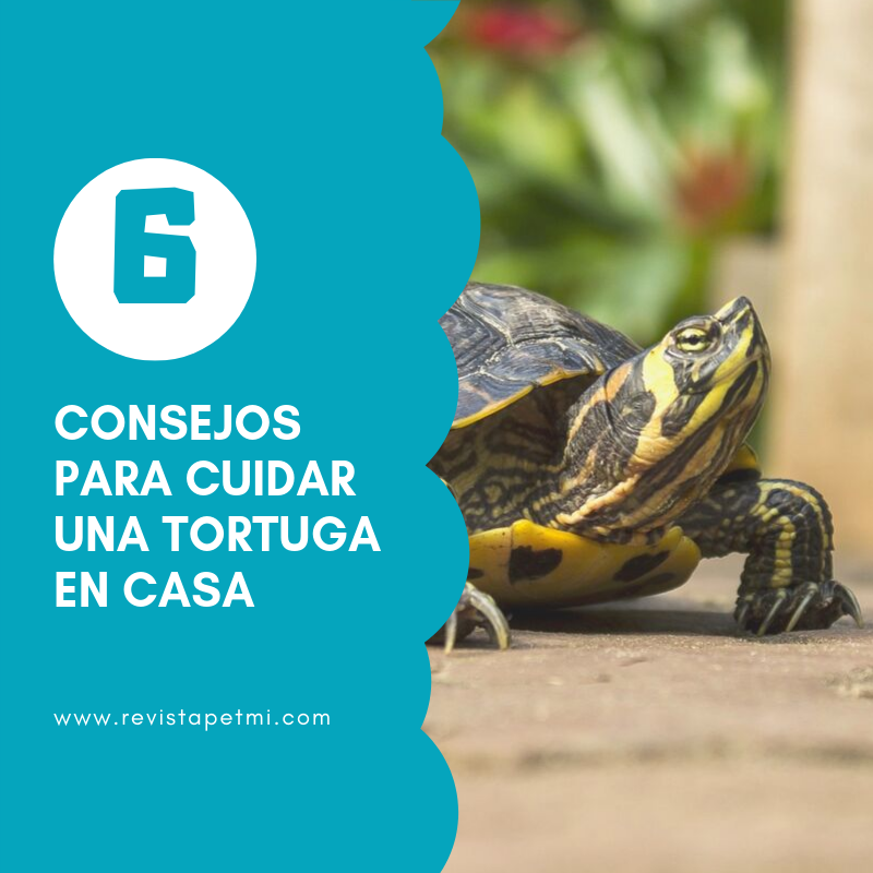 consejos para cuidar una tortuga en casa