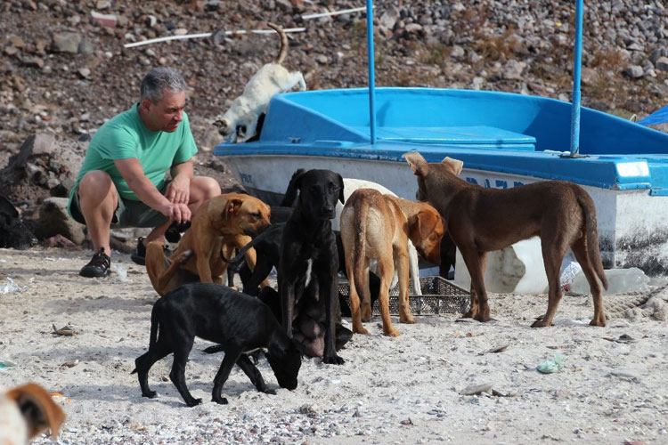 perros y gatos sin hogar