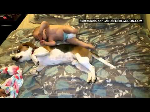 Vídeo Beagle cuida de niña